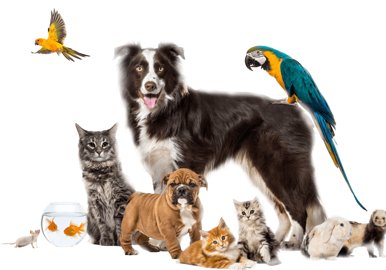 Best Medical Pet Care Services In Lakewood Co